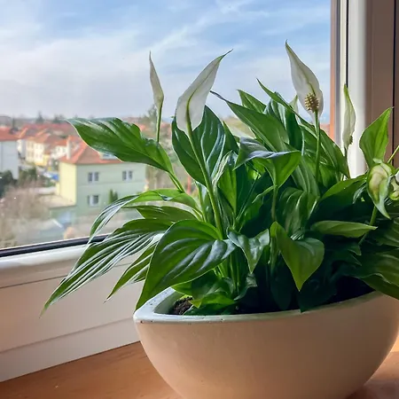 Guest house Na Stavidle Uherske Hradiste